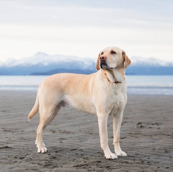 Labrador Retriever Puppy