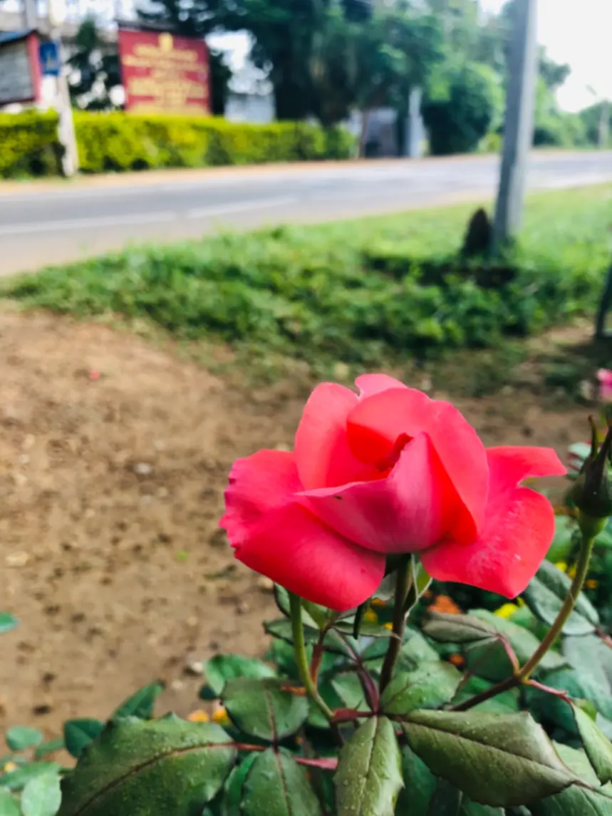 பூங்கன்று வியாபாரம்