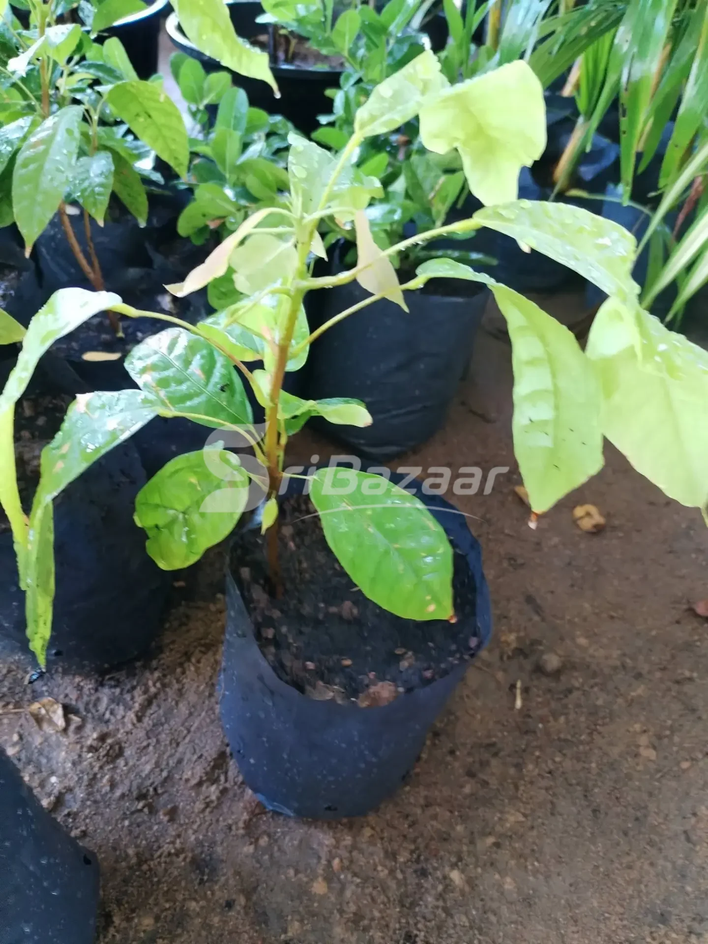 Coco & Chocolate Plants – Healthy Plants Available