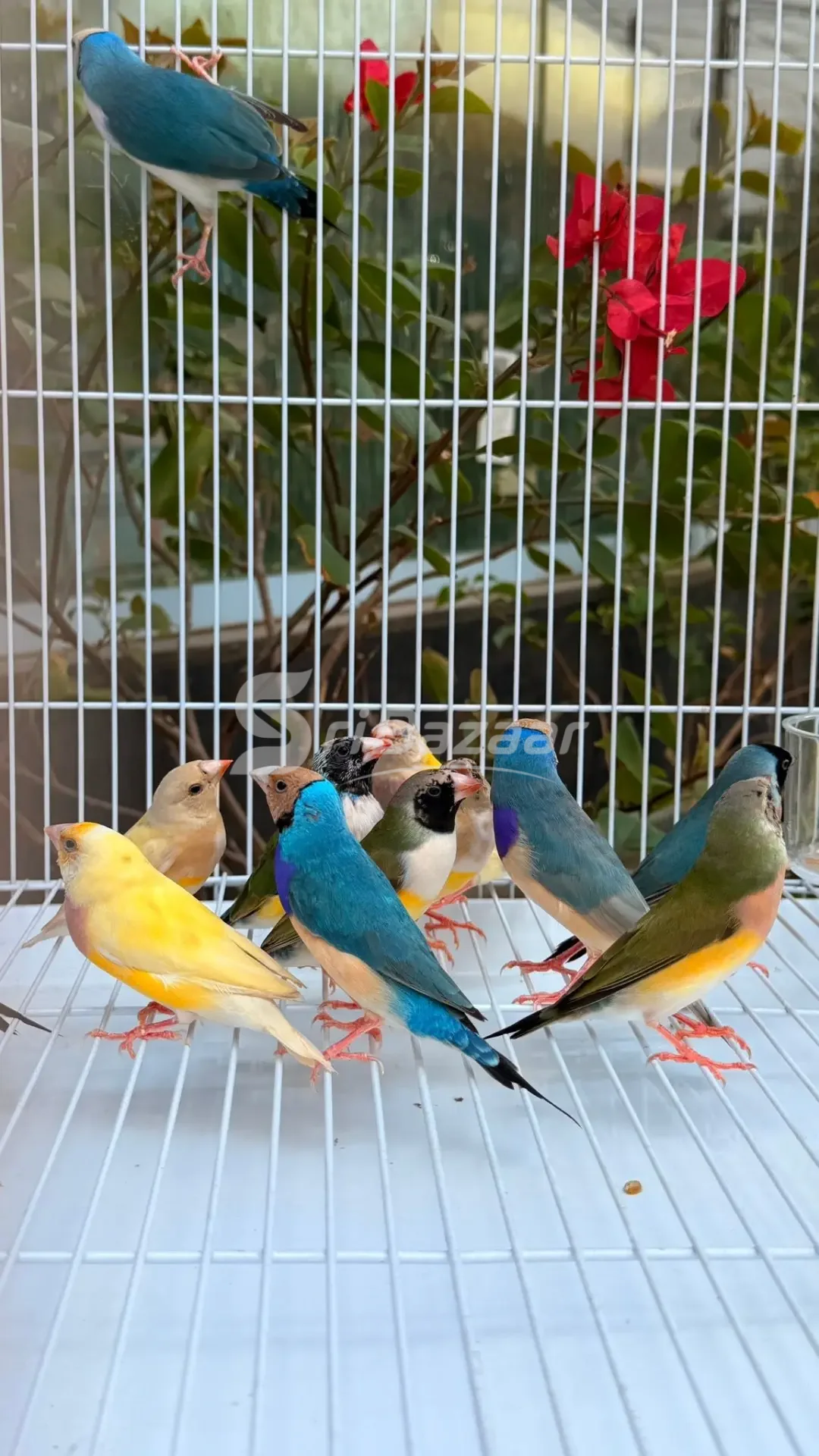 Gouldian Finches – Beautiful Multi-Colour Birds for Sale