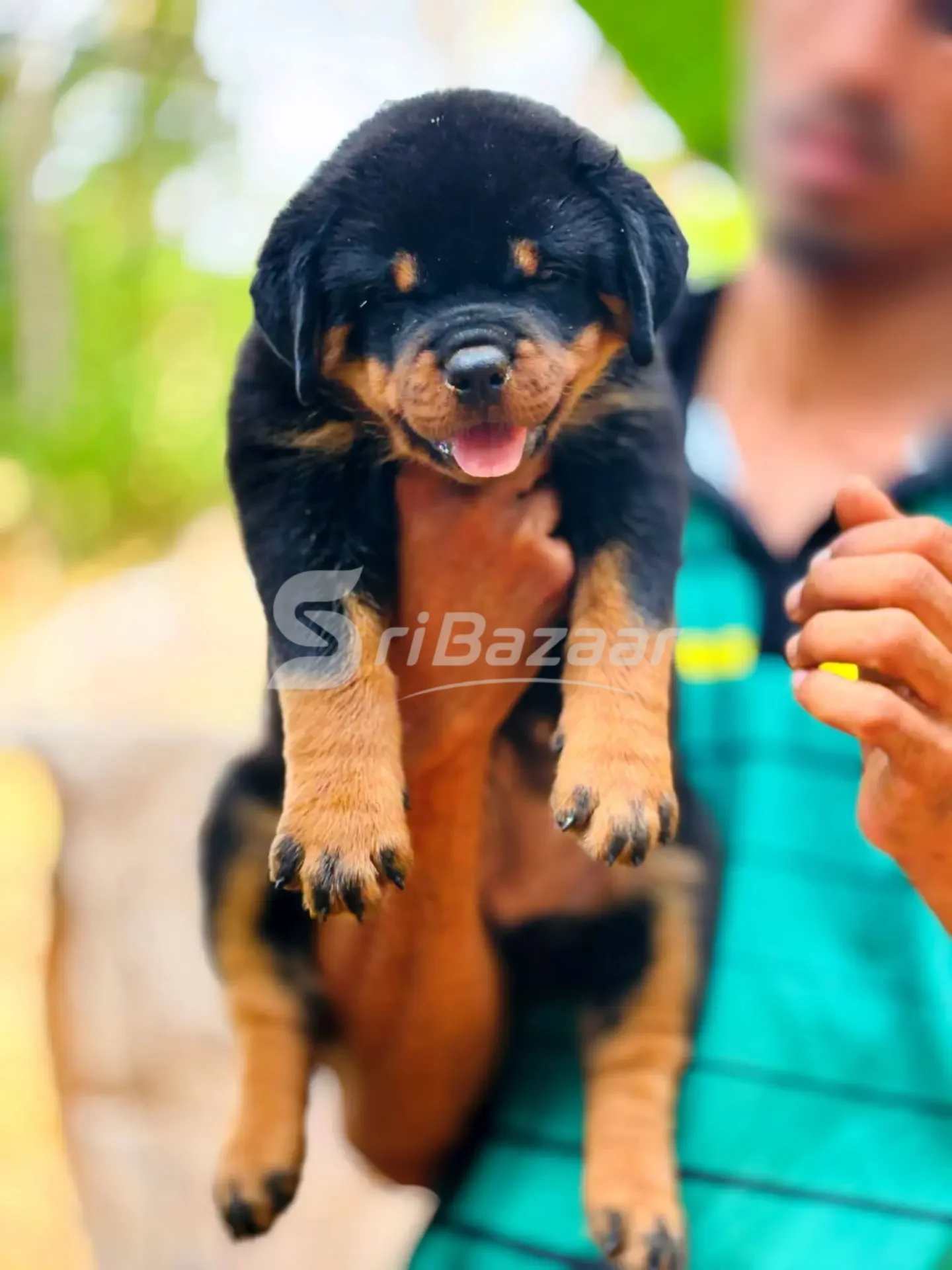 Rottweiler Female Puppy – 39 Days Old | KASL Registered