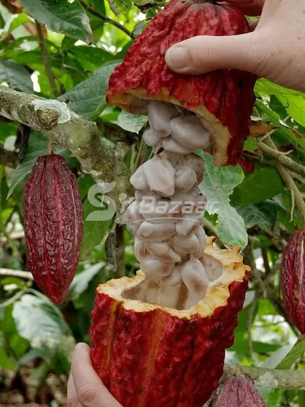 Coco & Chocolate Plants – Healthy Plants Available