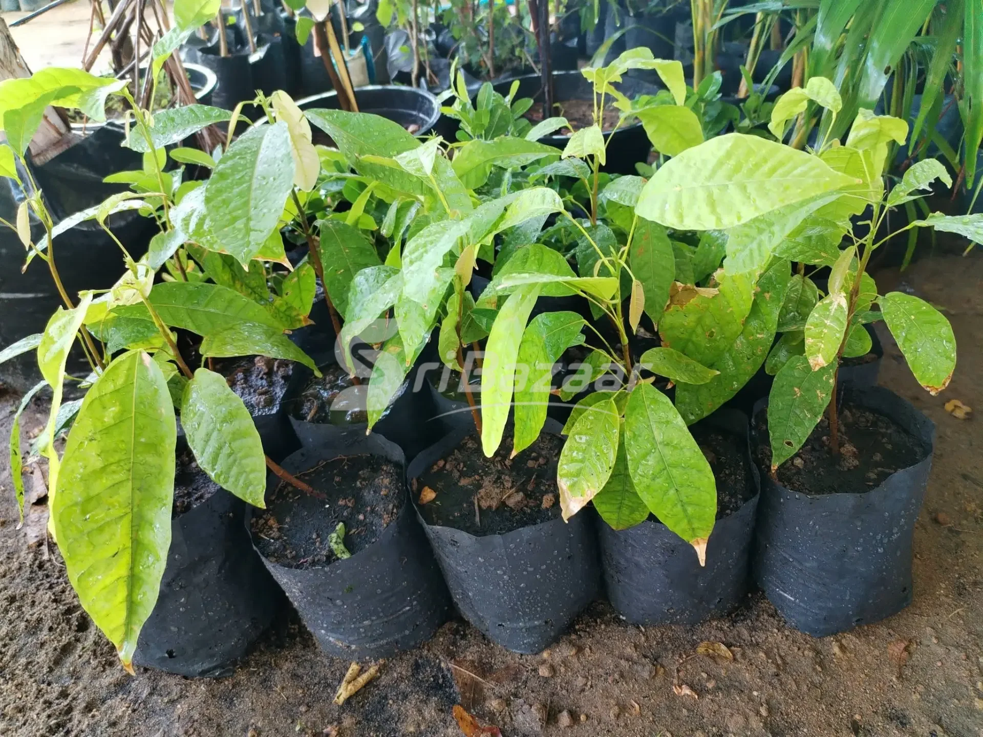 Coco & Chocolate Plants – Healthy Plants Available