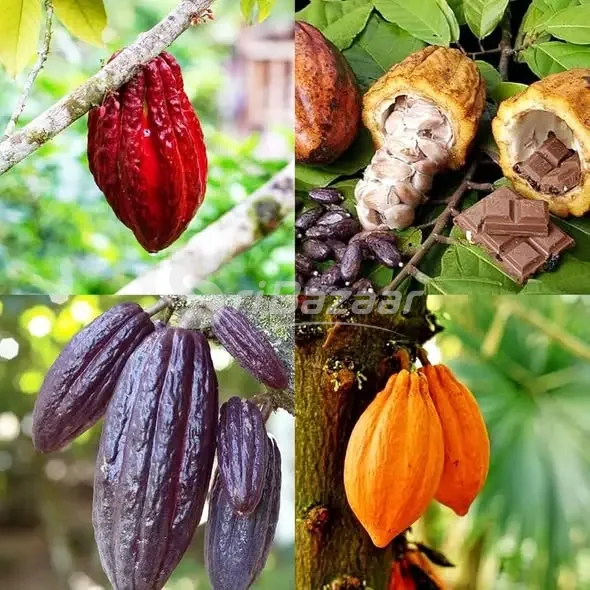 Coco & Chocolate Plants – Healthy Plants Available