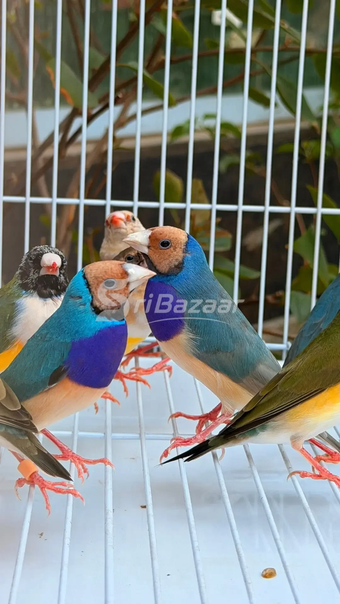 Gouldian Finches – Beautiful Multi-Colour Birds for Sale
