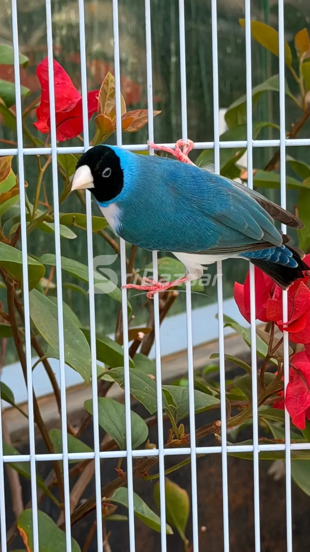 Gouldian Finches – Beautiful Multi-Colour Birds for Sale