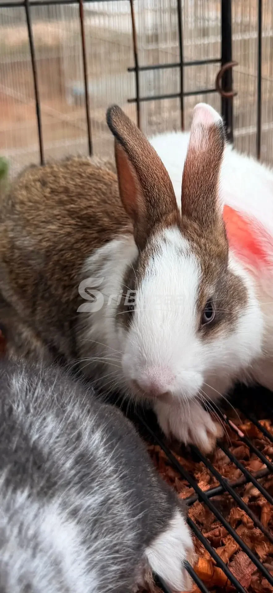 🐰 Rabbits for Sale – Healthy & Cute Pet Rabbits