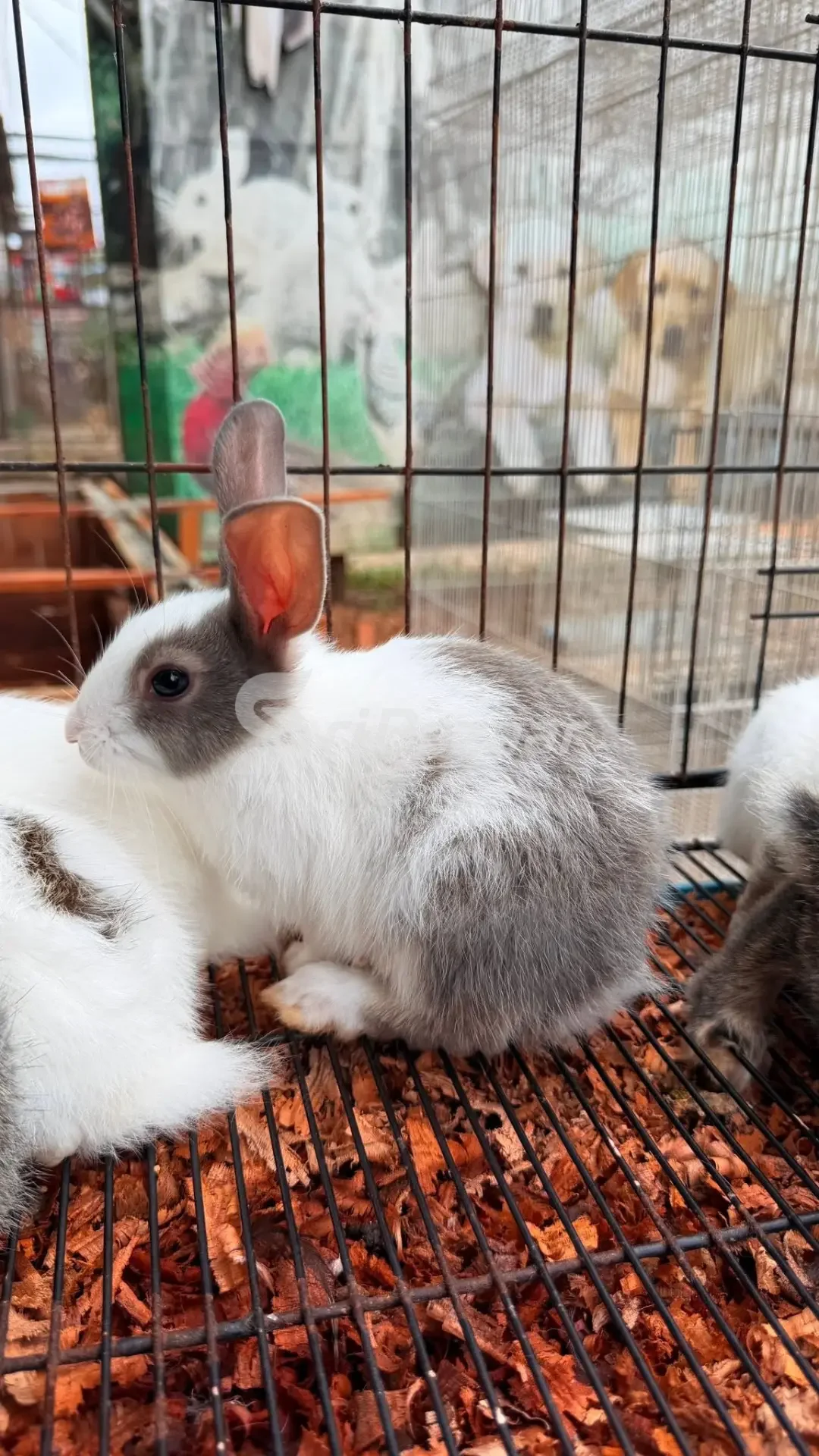 🐰 Rabbits for Sale – Healthy & Cute Pet Rabbits