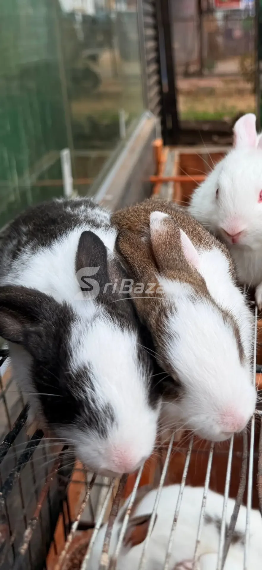 🐰 Rabbits for Sale – Healthy & Cute Pet Rabbits