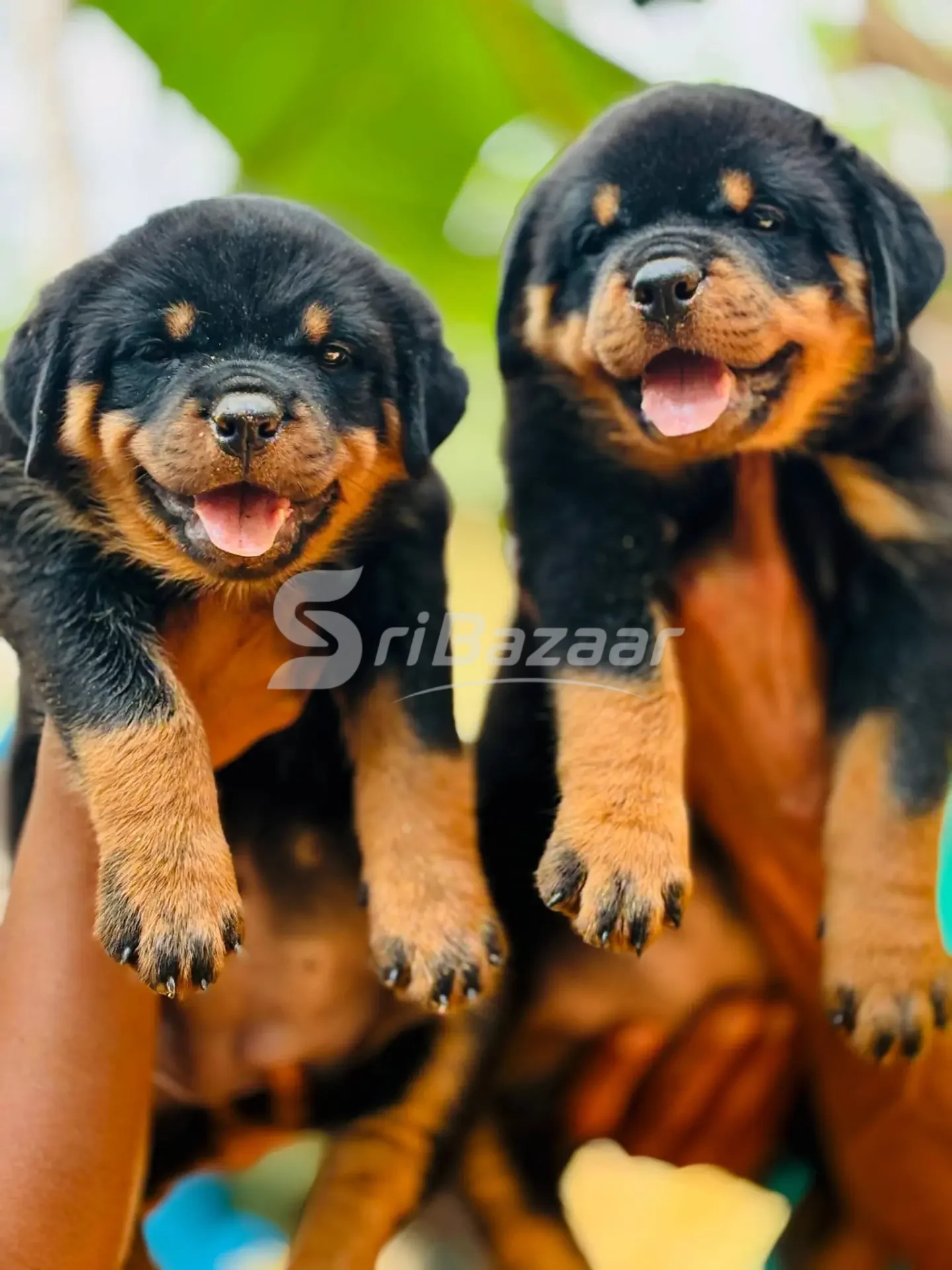 Rottweiler Female Puppy – 39 Days Old | KASL Registered