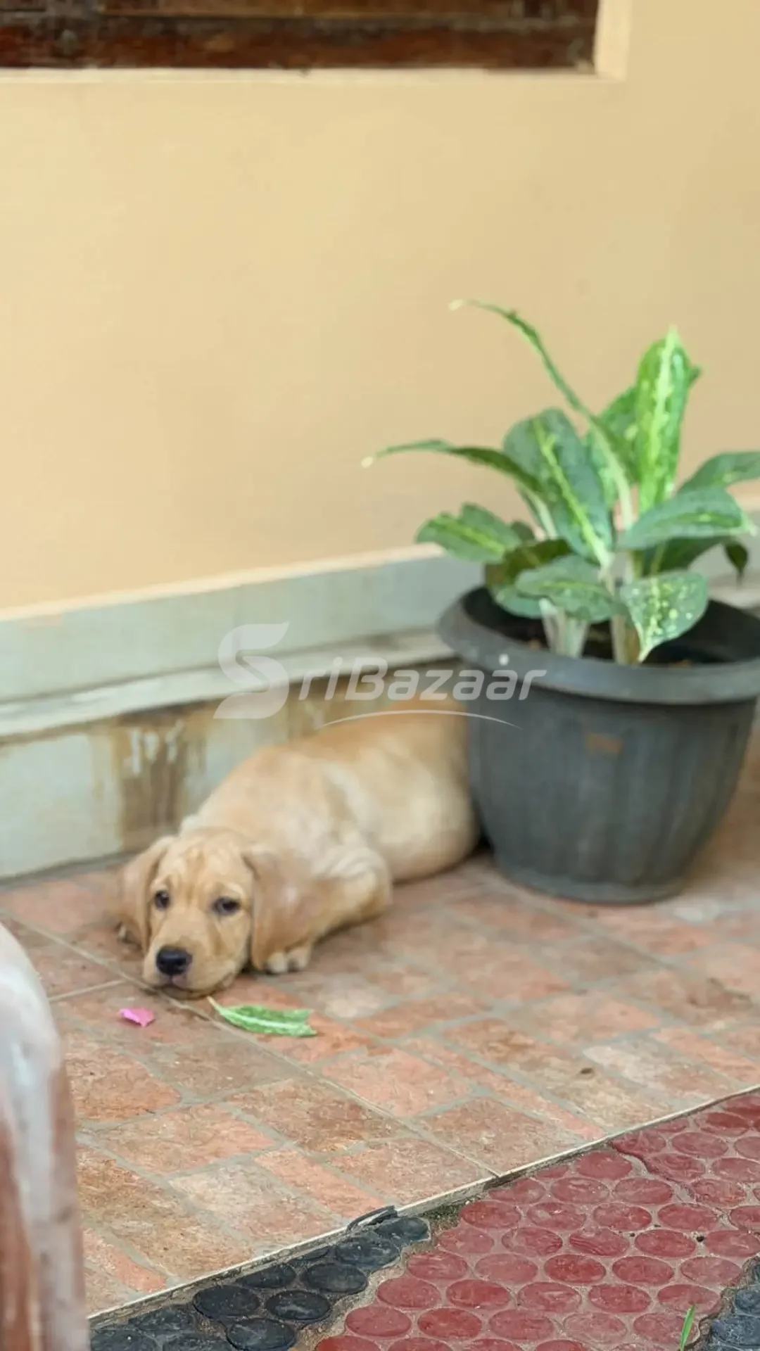 Labrador Retriever Male Puppy for Sale – 45 Days Old | Jaffna