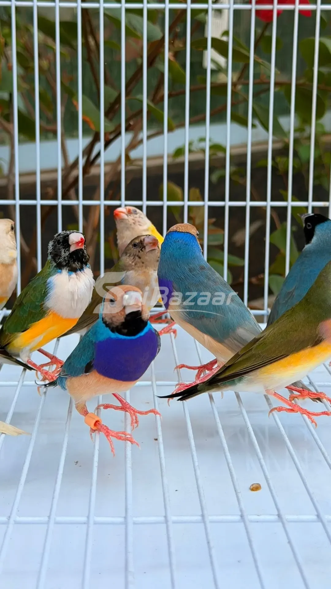 Gouldian Finches – Beautiful Multi-Colour Birds for Sale