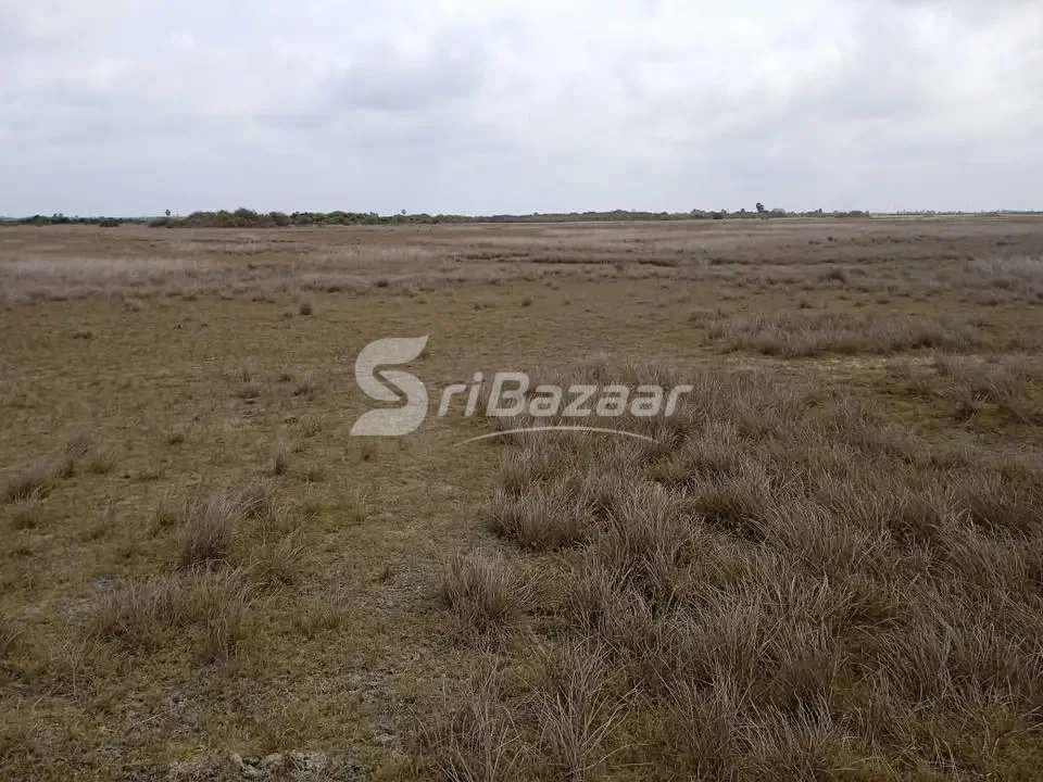 40 Acres Land for Sale in Neervely, Jaffna
