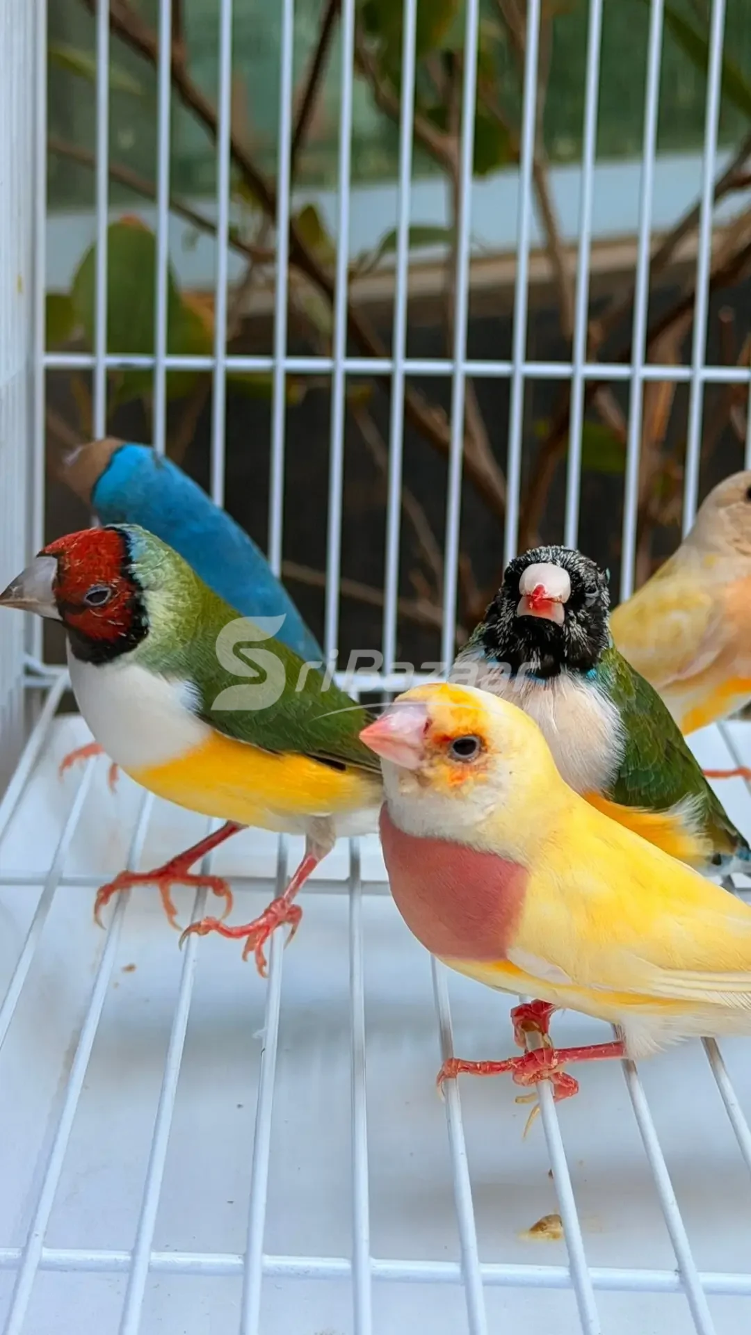 Gouldian Finches – Beautiful Multi-Colour Birds for Sale