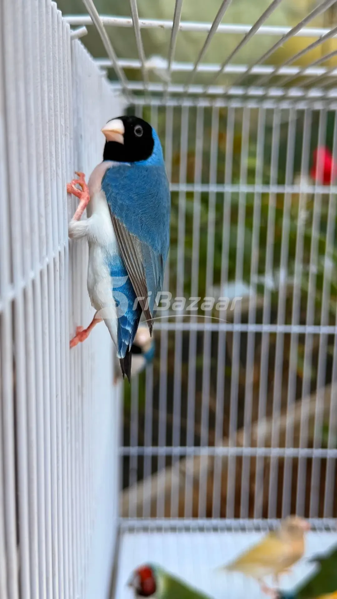 Gouldian Finches – Beautiful Multi-Colour Birds for Sale
