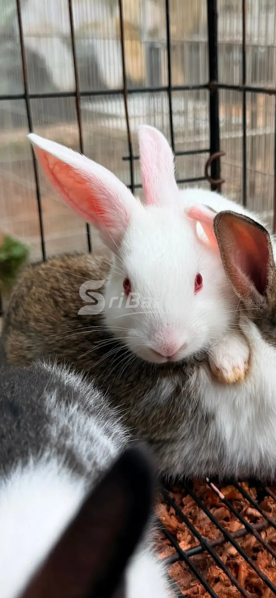 🐰 Rabbits for Sale – Healthy & Cute Pet Rabbits