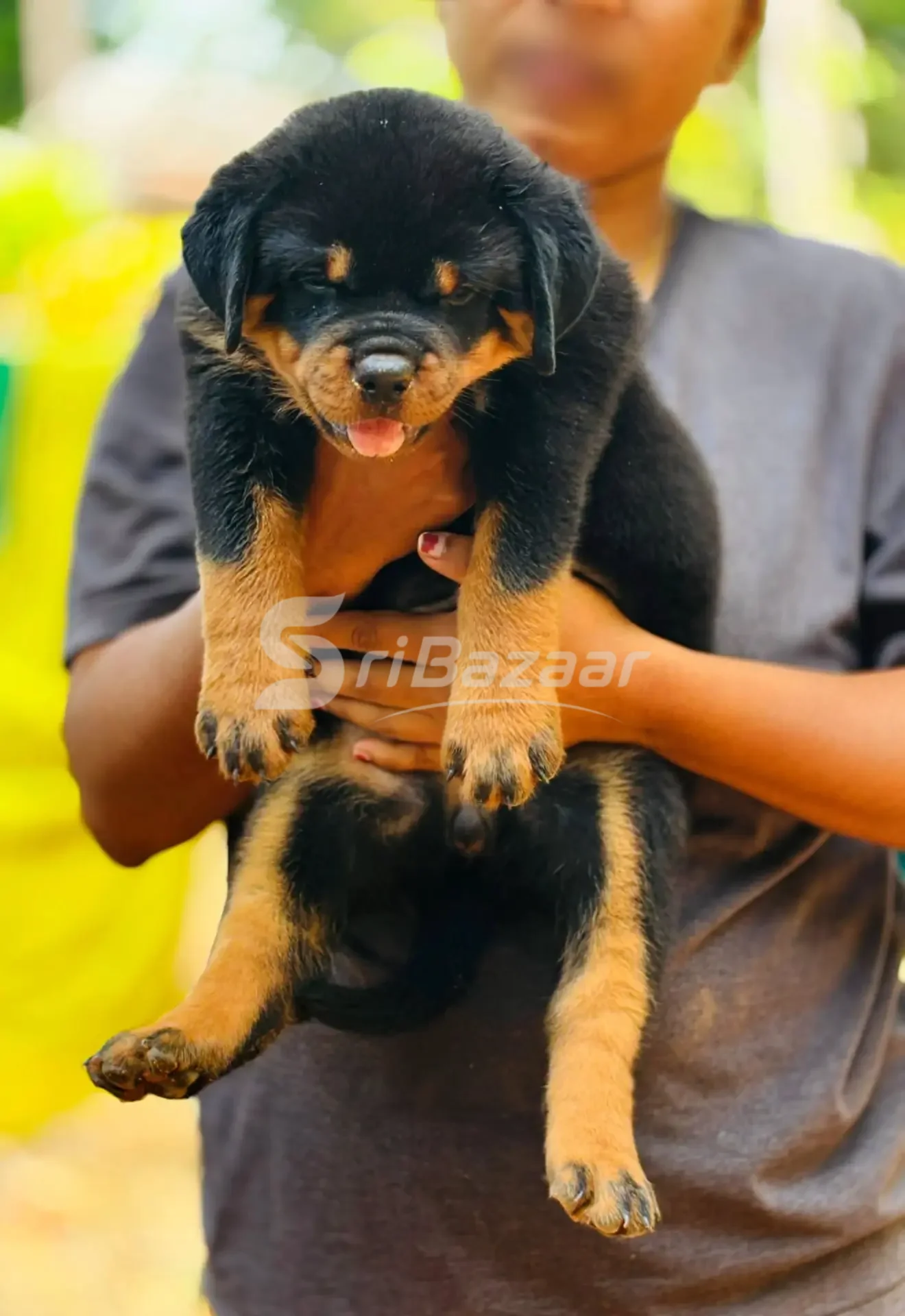 Rottweiler Female Puppy – 39 Days Old | KASL Registered