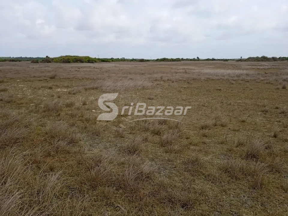 40 Acres Land for Sale in Neervely, Jaffna