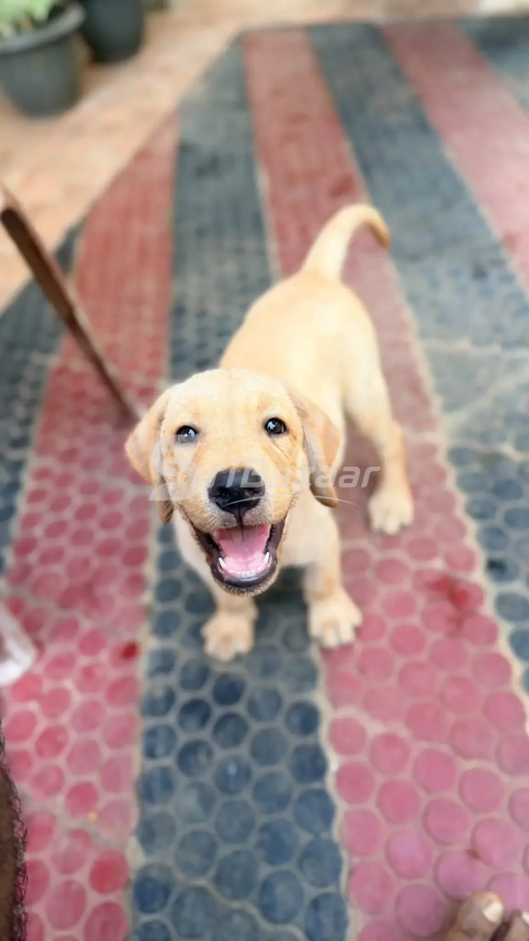 Labrador Retriever Male Puppy for Sale – 45 Days Old | Jaffna