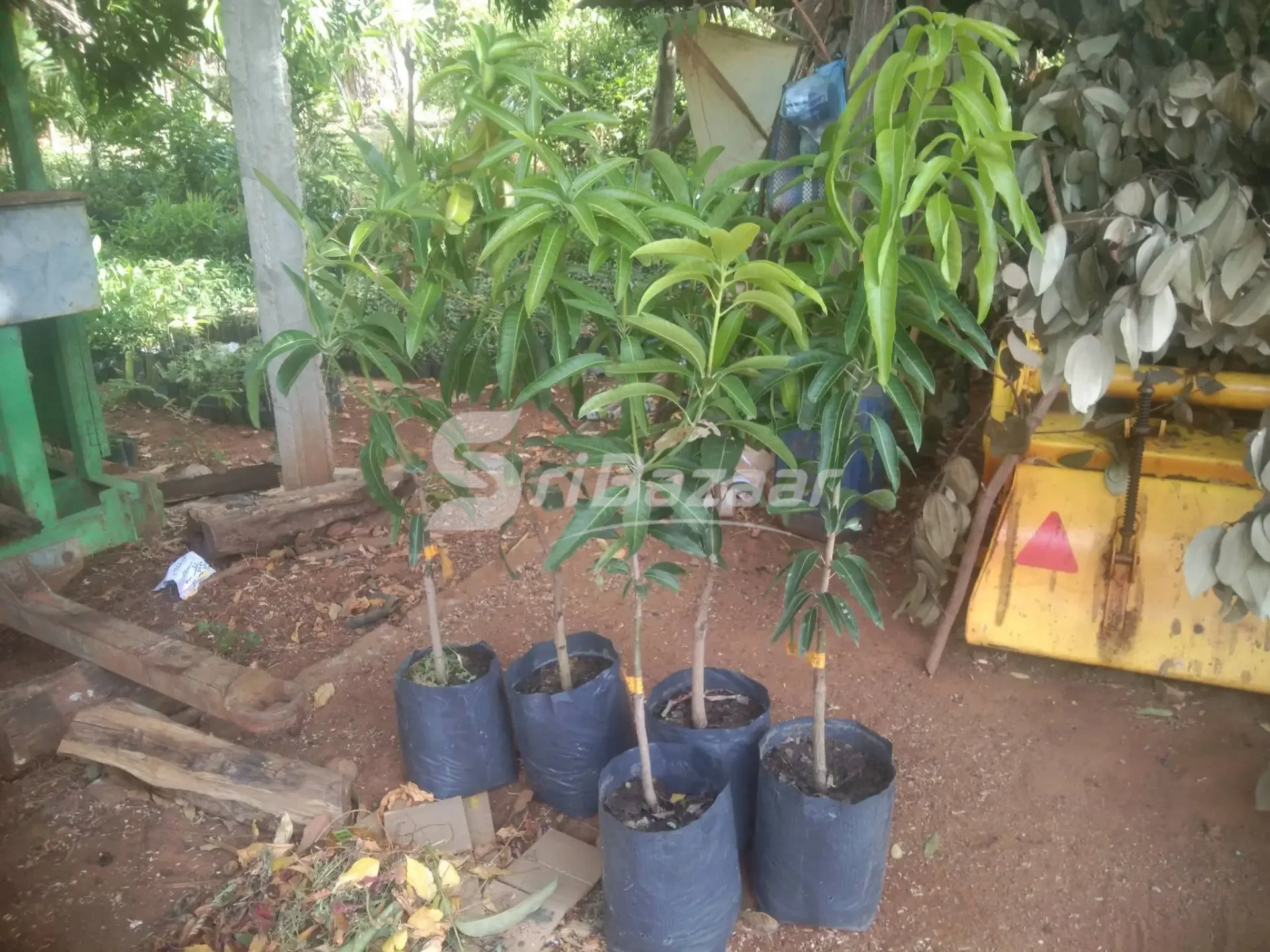 5 அடி உயர மா கன்றுகள் விற்பனைக்கு – தாய் யெல்லோ & பாங்காக் ரெட்