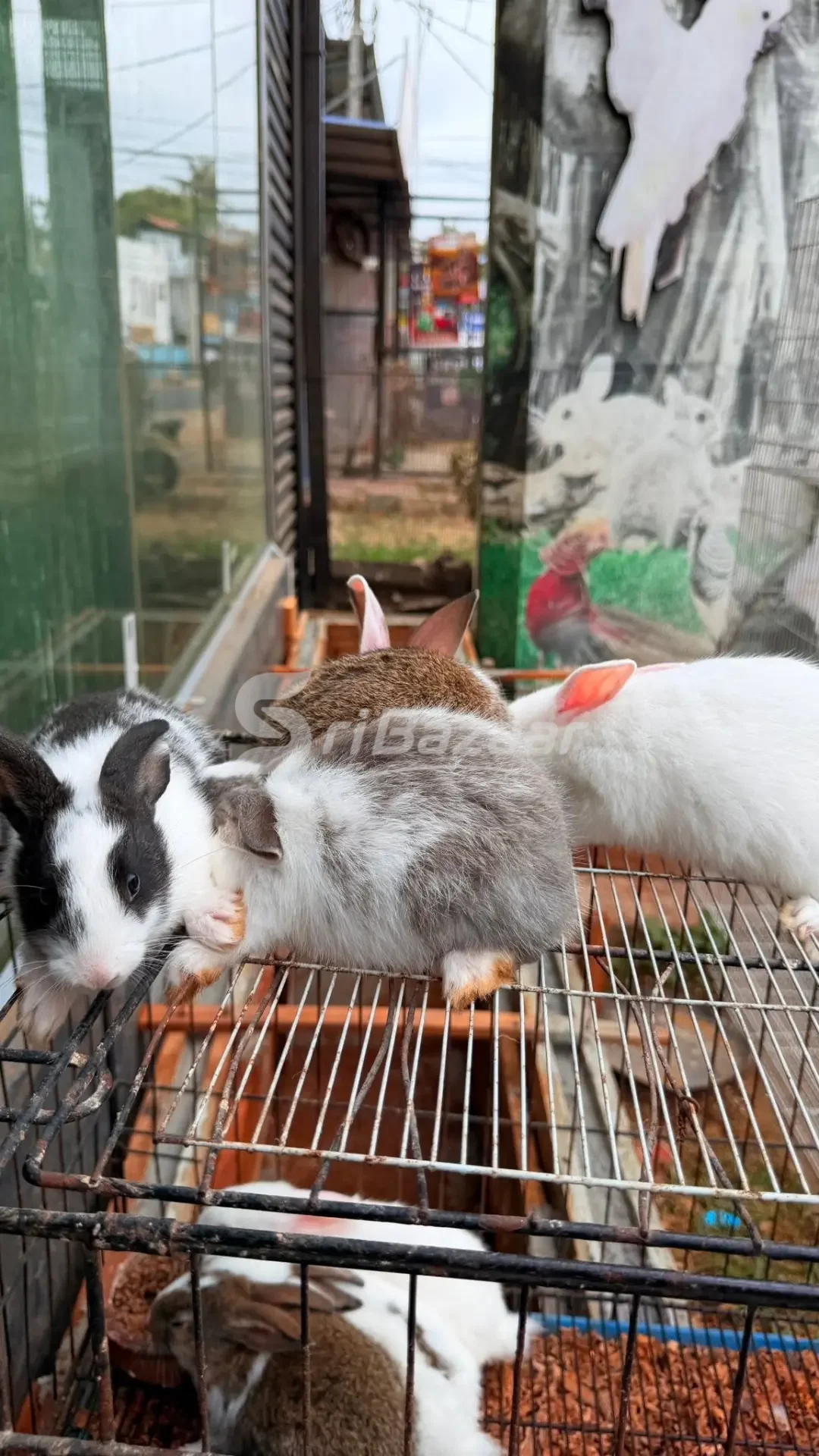 🐰 Rabbits for Sale – Healthy & Cute Pet Rabbits