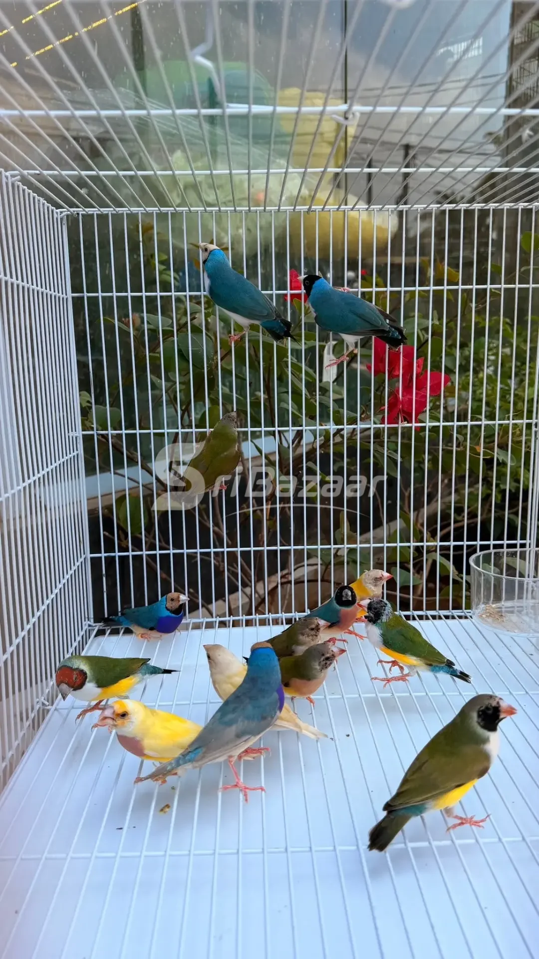 Gouldian Finches – Beautiful Multi-Colour Birds for Sale