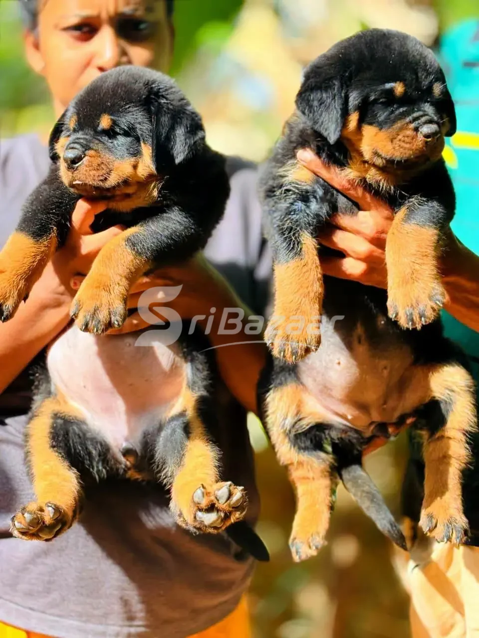 Rottweiler Female Puppy – 39 Days Old | KASL Registered