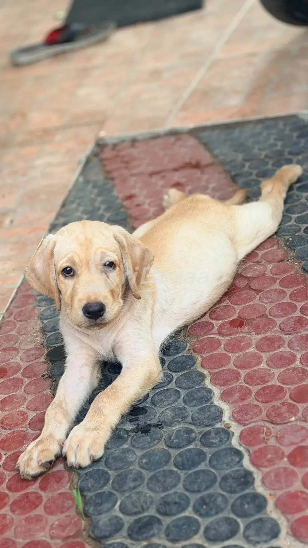 Labrador Retriever Male Puppy for Sale – 45 Days Old | Jaffna