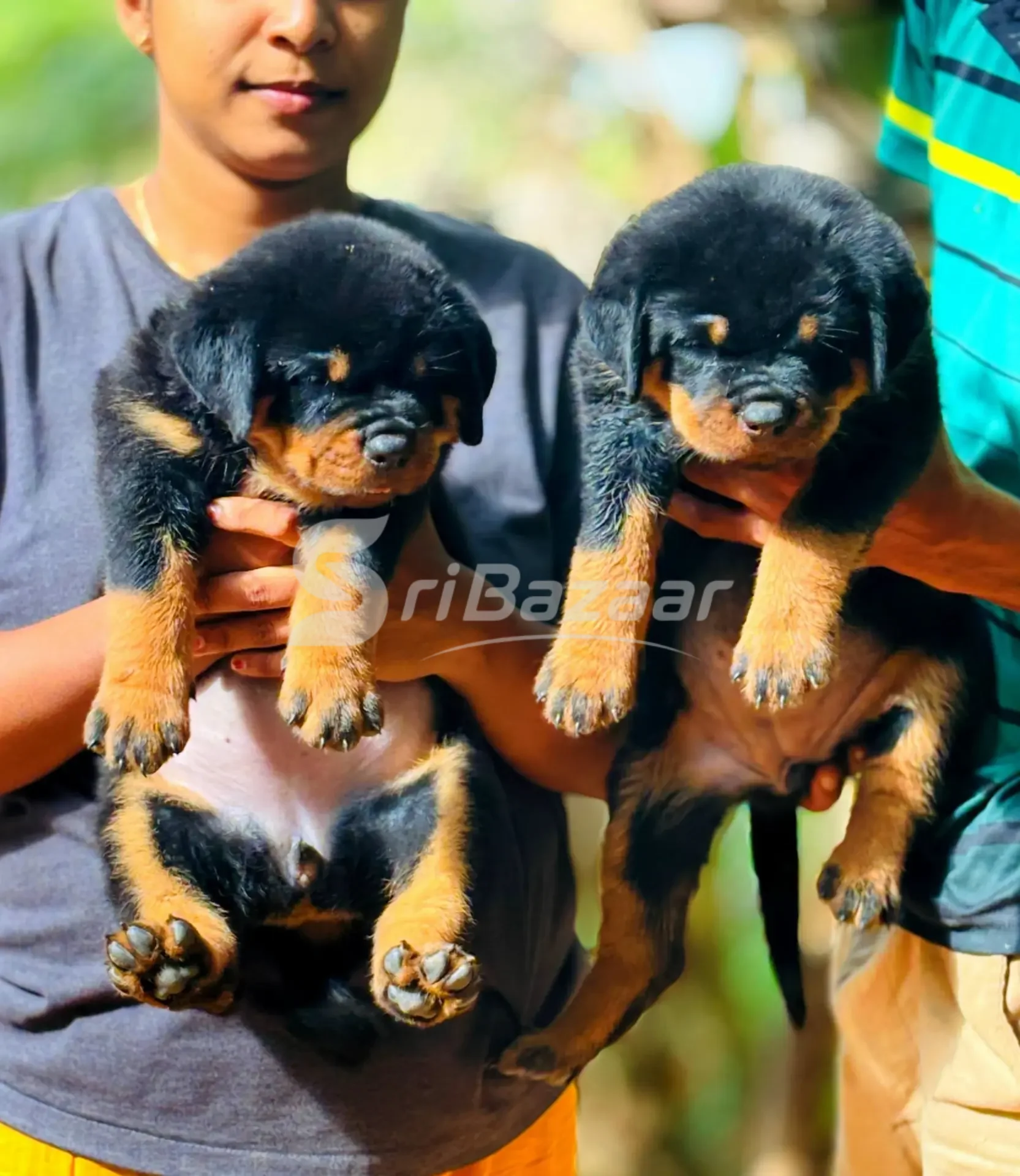Rottweiler Female Puppy – 39 Days Old | KASL Registered