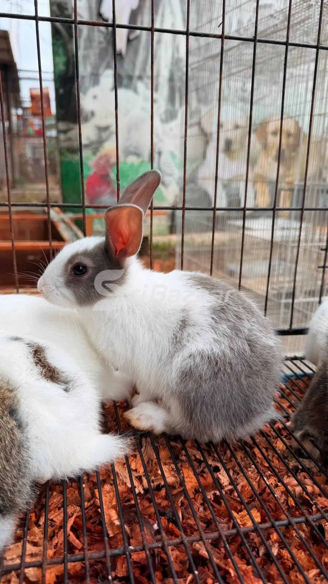 🐰 Rabbits for Sale – Healthy & Cute Pet Rabbits