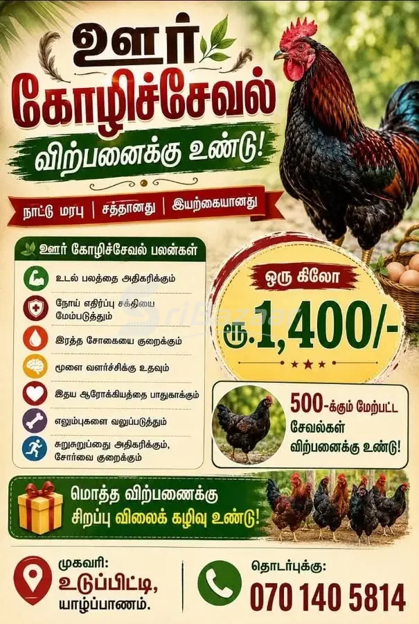 Country Chicken for Sale – Native Breed | Udupiddy, Jaffna