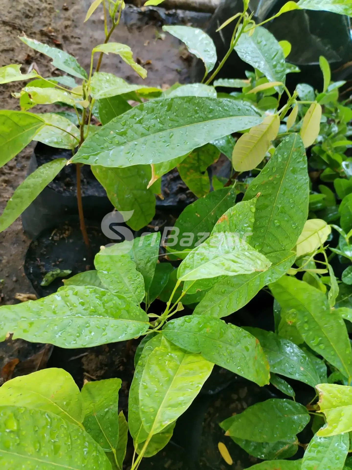Coco & Chocolate Plants – Healthy Plants Available