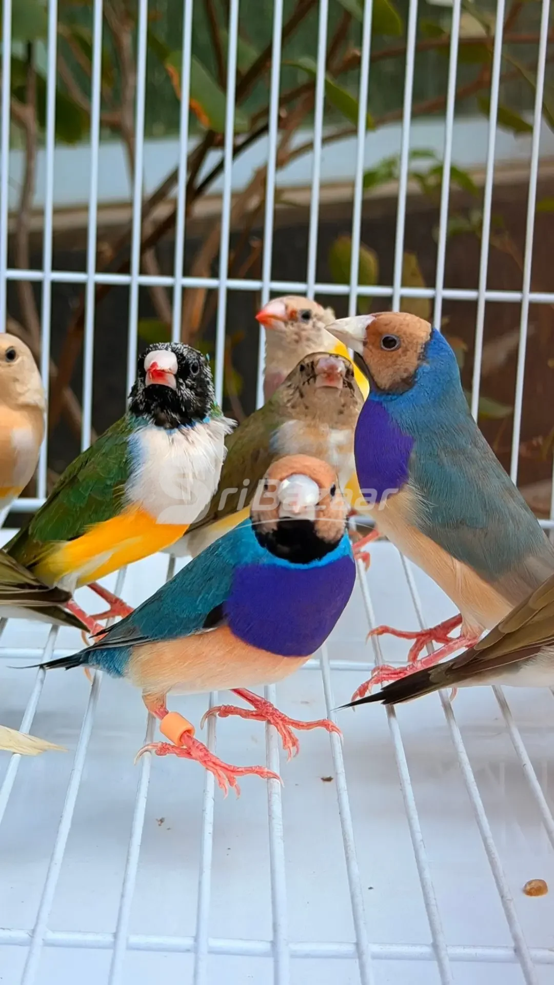 Gouldian Finches – Beautiful Multi-Colour Birds for Sale