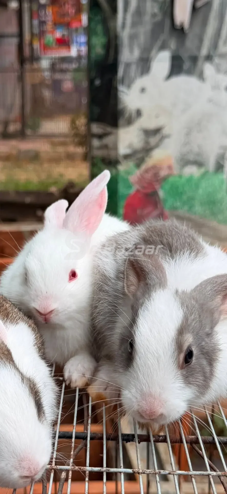 🐰 Rabbits for Sale – Healthy & Cute Pet Rabbits