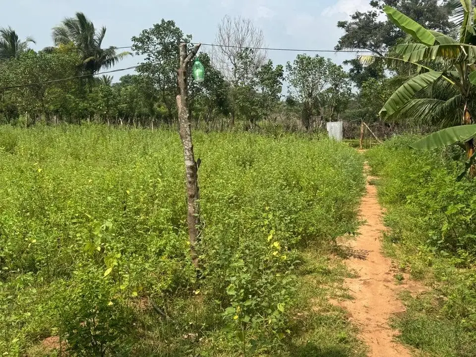 HOUSE WITH LAND FOR SALE IN KILINOCHCHI – READY TO MOVE