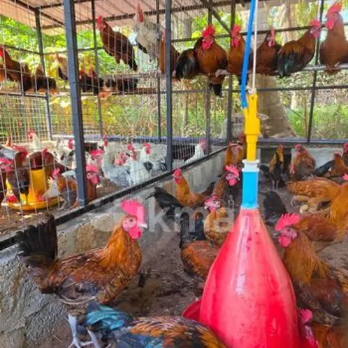 ஊர்க்கோழி சேவல்(kg)