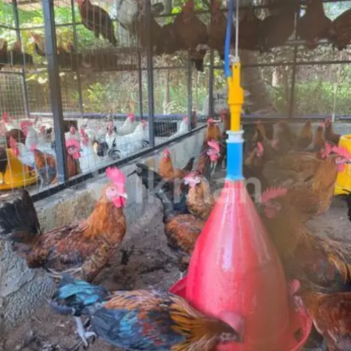 ஊர்க்கோழி சேவல்(kg)
