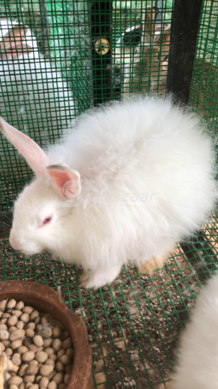 Rabbit
