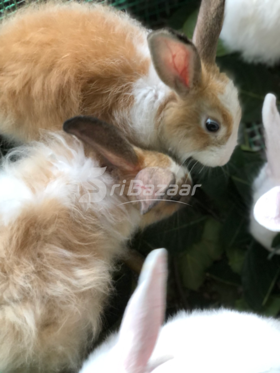 Rabbit