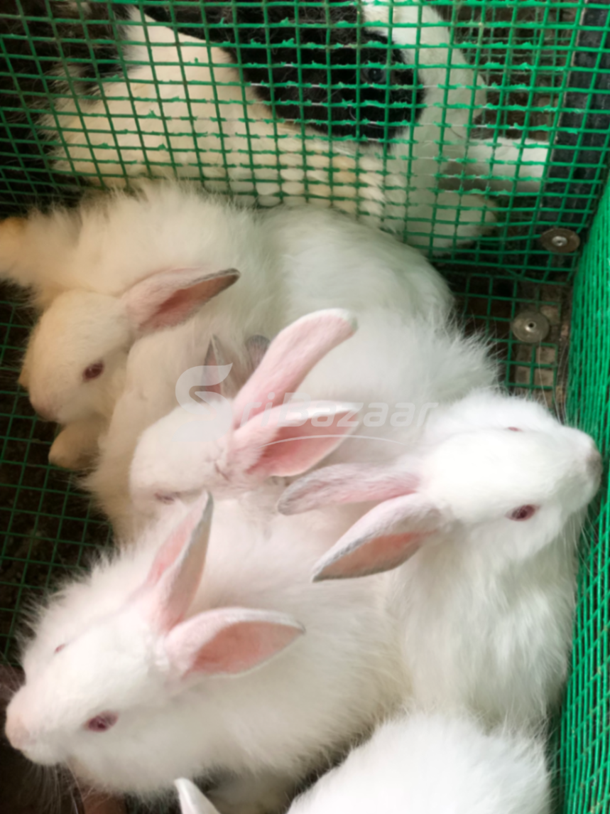 Rabbit