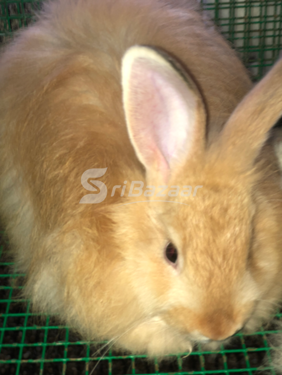 Rabbit