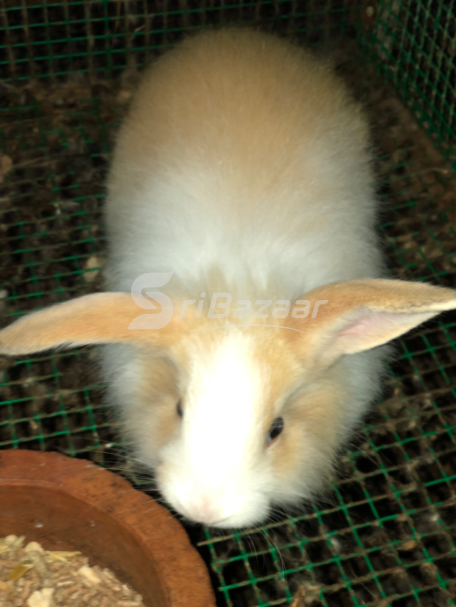 Rabbit