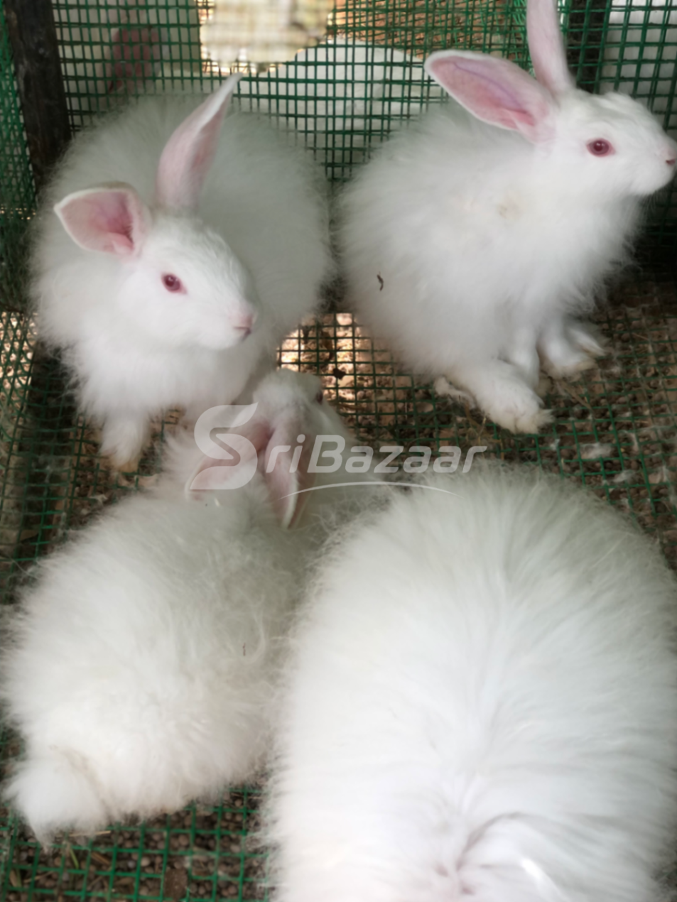 Rabbit