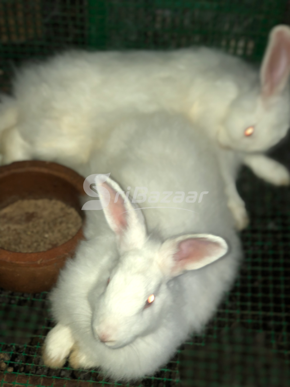 Rabbit