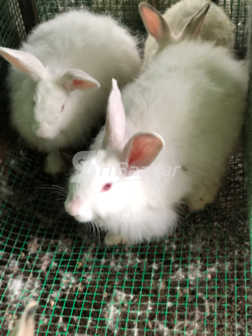 Rabbit