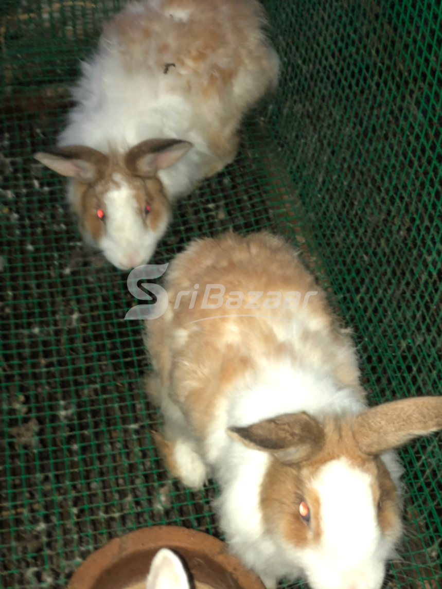 Rabbit