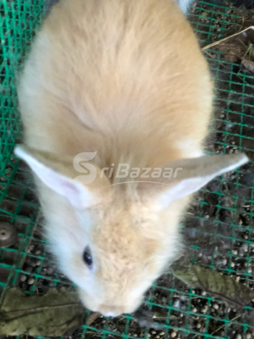 Rabbit